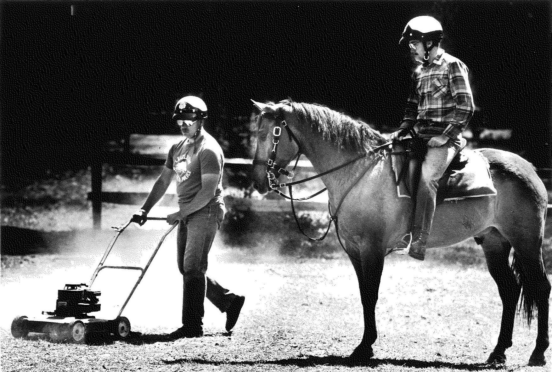 Police horses
